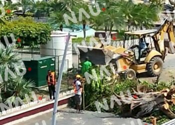 “Vídeo” Concreta Rosi Urbina tala de árboles de más de 60 años de vida
