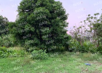 Localizan a una persona sin vida en un predio Santa Teresa