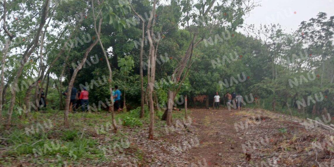 Cayó de un árbol de mango