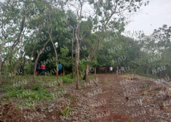 Cayó de un árbol de mango