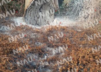 Árbol de ceiba en peligro de caer tras incendio en colonia Emiliano Zapata