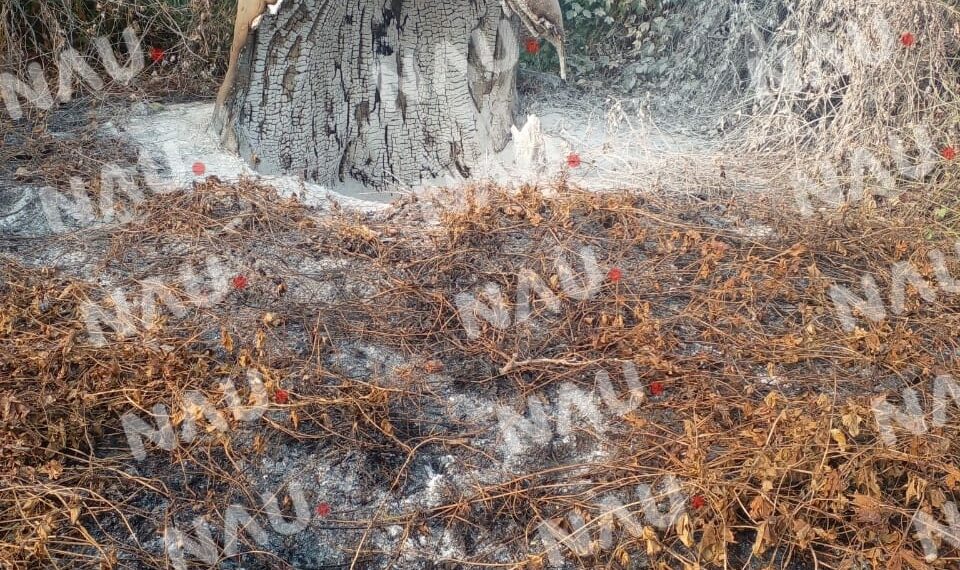 Árbol de ceiba en peligro de caer tras incendio en colonia Emiliano Zapata