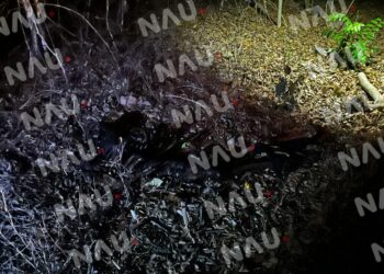 Localizan restos humanos en la zona baja de Tapachula