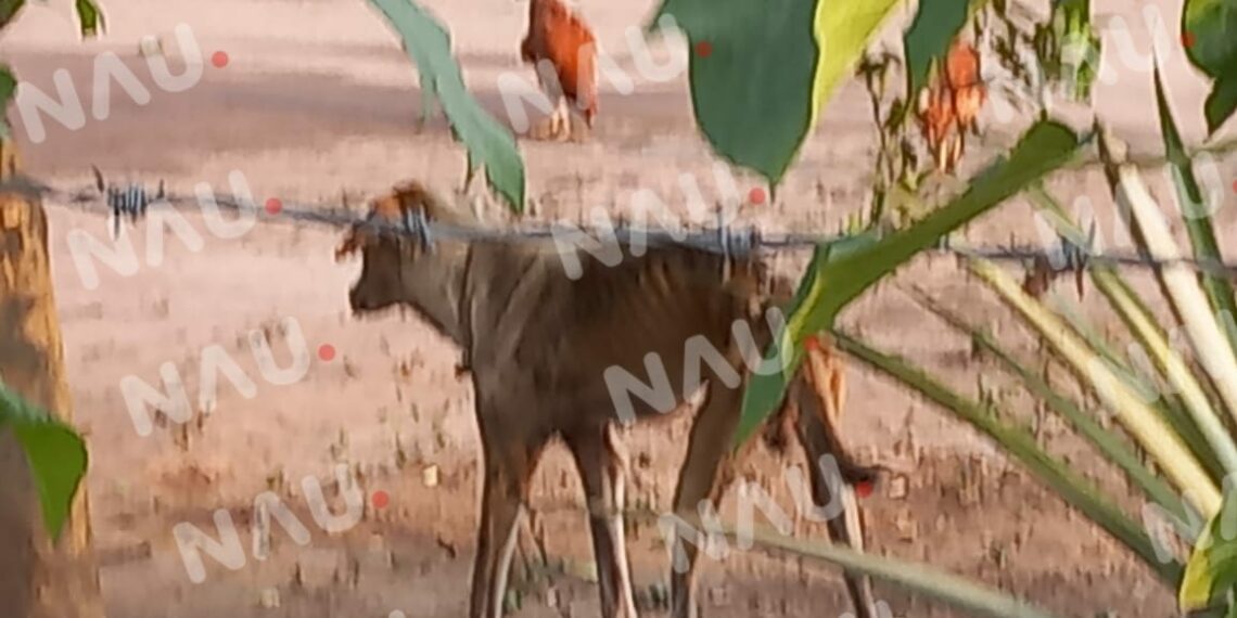 Se hace la denuncia de un perrito que se encuentra en condiciones deplorables.