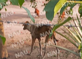 Se hace la denuncia de un perrito que se encuentra en condiciones deplorables.