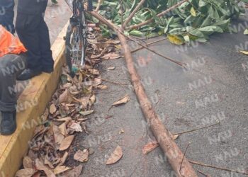 Le cayó encima un árbol