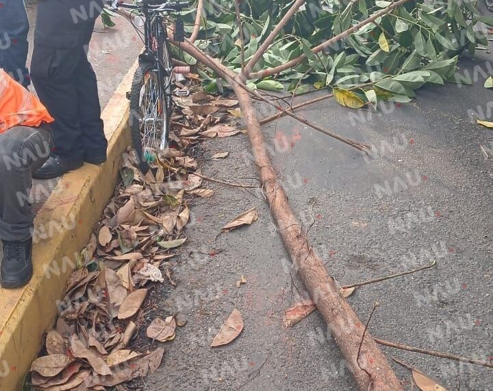 Le cayó encima un árbol