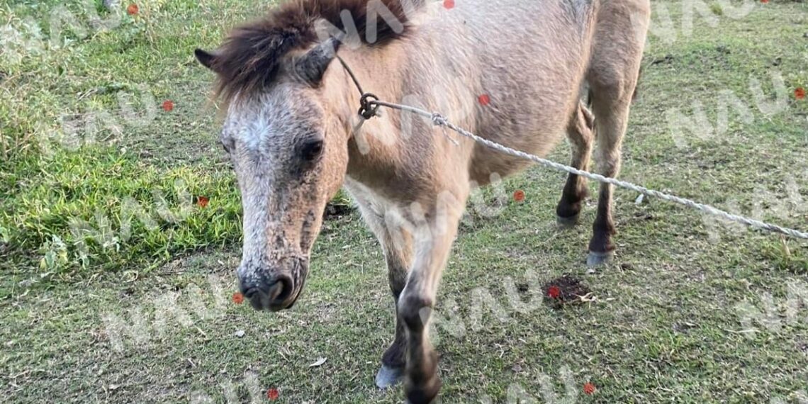 Delincuentes abandonan el caballo pony en un callejón