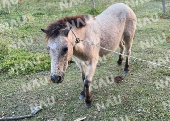 Delincuentes abandonan el caballo pony en un callejón