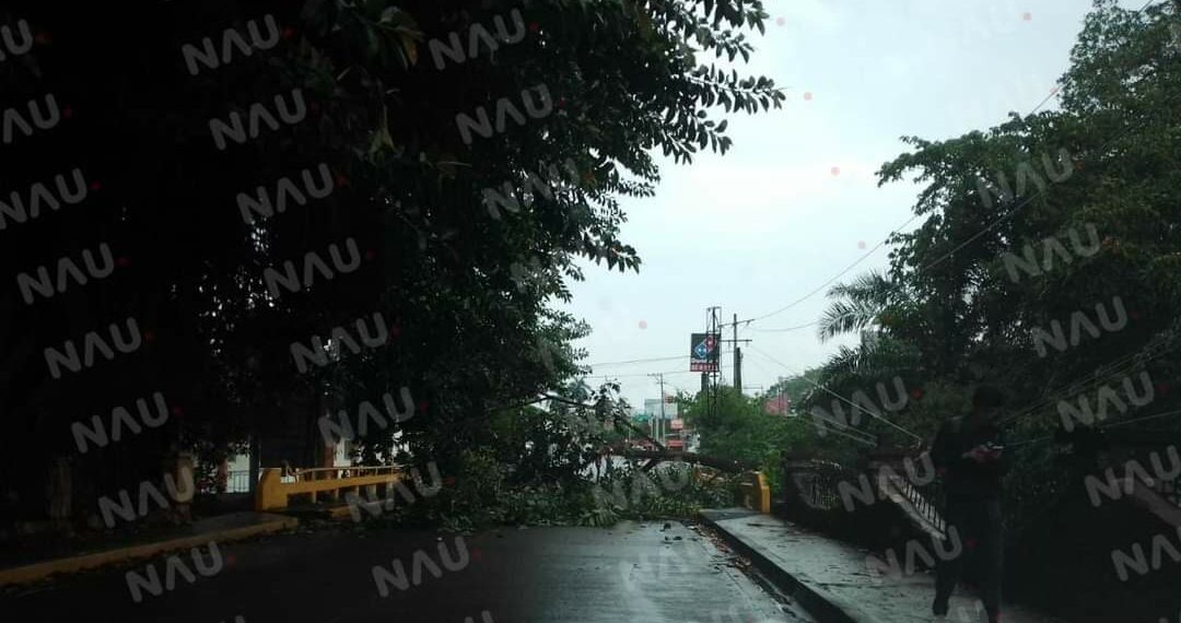 Retira PC rama de árbol que cayó en la central oriente, frente a la 35 zona militar