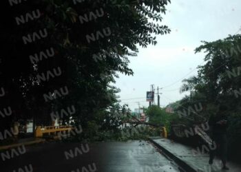 Retira PC rama de árbol que cayó en la central oriente, frente a la 35 zona militar