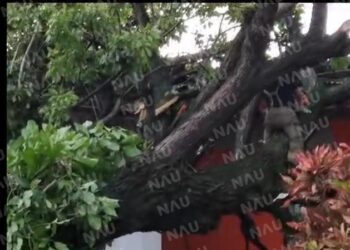 Cae árbol de roble en el techo de una vivienda