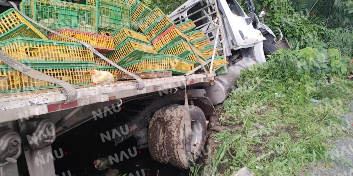 Se llevaron los pollos luego de volcarse un tráiler