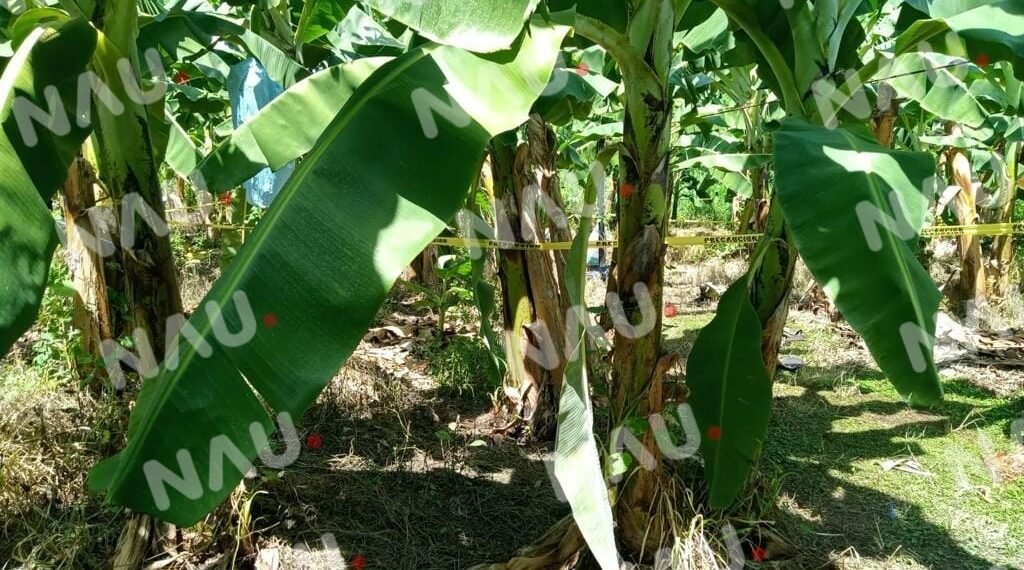 Lo amarraron de pies y manos, después lo mataron con un machete