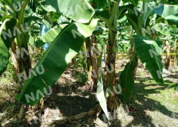 Lo amarraron de pies y manos, después lo mataron con un machete