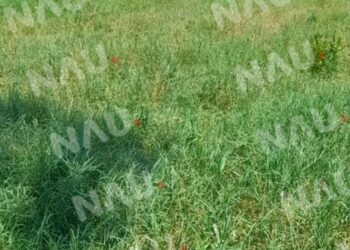 Reportan tráiler con olores fétidos