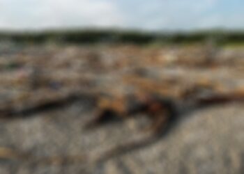 Localizan cuerpo putrefacto de una persona en la Barra Cahoacán