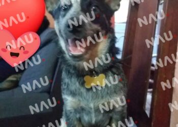 Que Dios los perdone