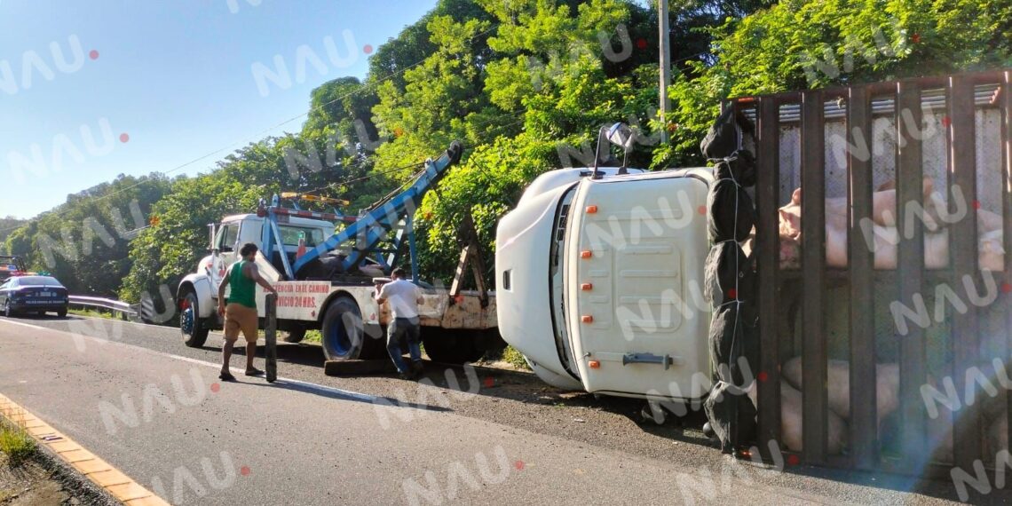 Vuelca pesado camión cargado de puercos