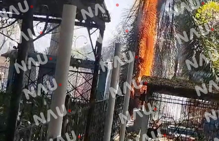 Se incendia palmera en el interior del panteón Jardín
