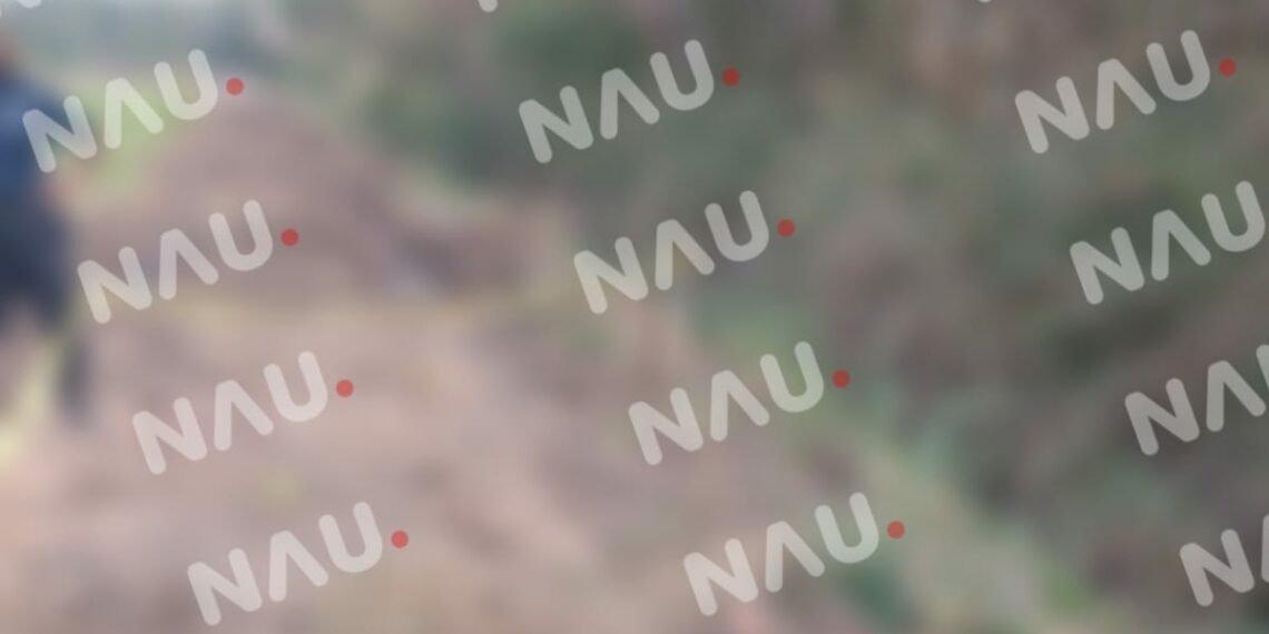 Abejas africanas matan a una persona en Mazatán