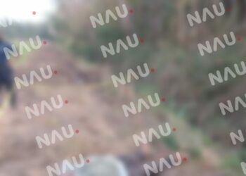 Abejas africanas matan a una persona en Mazatán