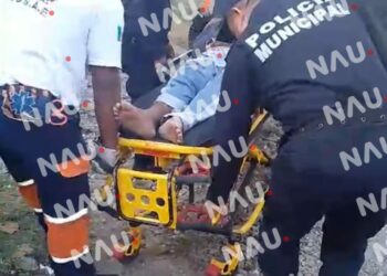 Cae de un árbol de coco