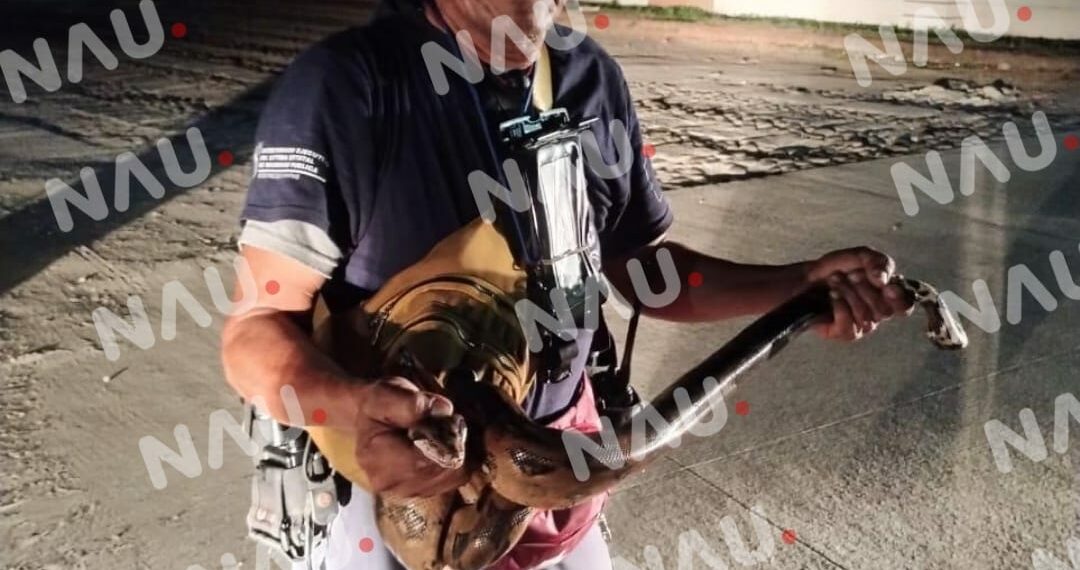 Policías de proximidad captura un reptil