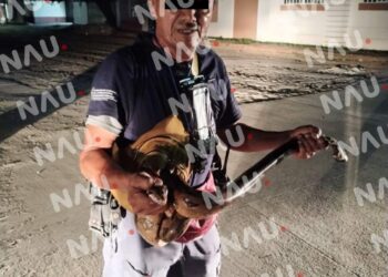 Policías de proximidad captura un reptil