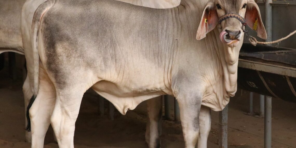 EXPO FERIA TAPACHULA 2024 ALBERGARÁ EXPOSICIÓN GANADERA.