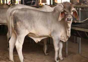 EXPO FERIA TAPACHULA 2024 ALBERGARÁ EXPOSICIÓN GANADERA.