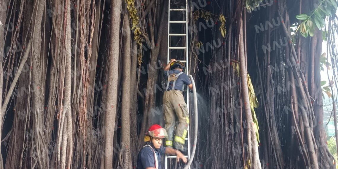 Incendio en árbol centenario en Tapachula, Chiapas