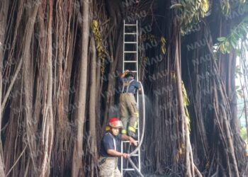Incendio en árbol centenario en Tapachula, Chiapas