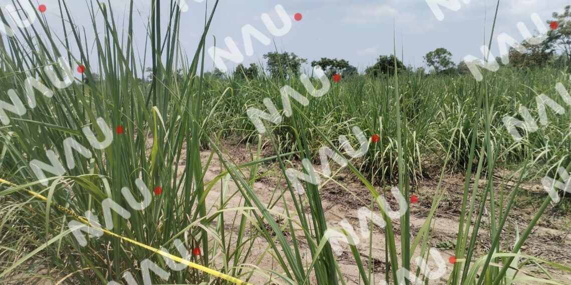 Hallan cuerpo envuelto en sábana en Tuzantán