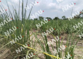 Hallan cuerpo envuelto en sábana en Tuzantán