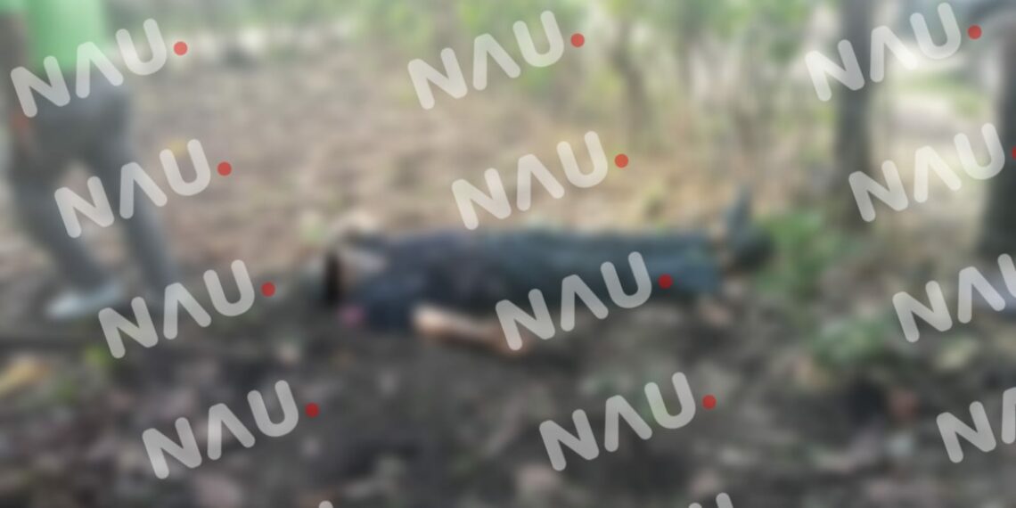 Cortaba aguacates y tocó un cable de alta tensión