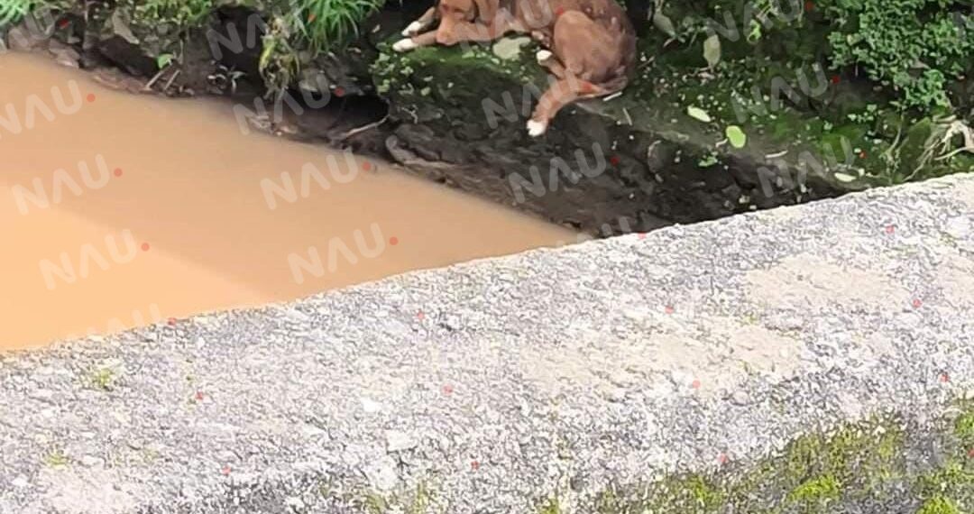 Bomberos rescatan a canino atrapado en el río Texcuyuapan