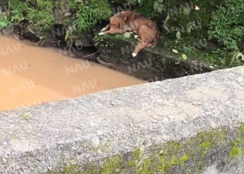 Bomberos rescatan a canino atrapado en el río Texcuyuapan