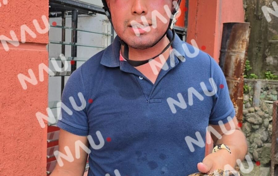 Bomberos de Tapachula liberan dos serpientes boa constrictor