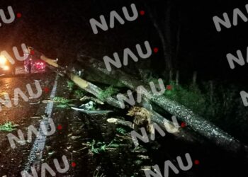 Caída de Árbol Sobre Tráiler en Carretera de Chiapas Debido a Fuertes Lluvias