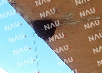 Intervenciones del Heroico Cuerpo de Bomberos de Tapachula: Control de enjambre de abejas y captura de boa