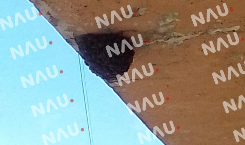 Intervenciones del Heroico Cuerpo de Bomberos de Tapachula: Control de enjambre de abejas y captura de boa