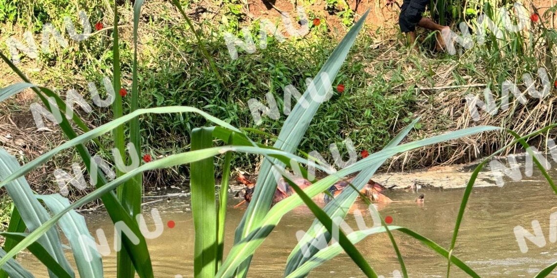 Persona Ahogada fue Encontrada en Avanzado Estado de Descomposición en un río en Álvaro Obregón