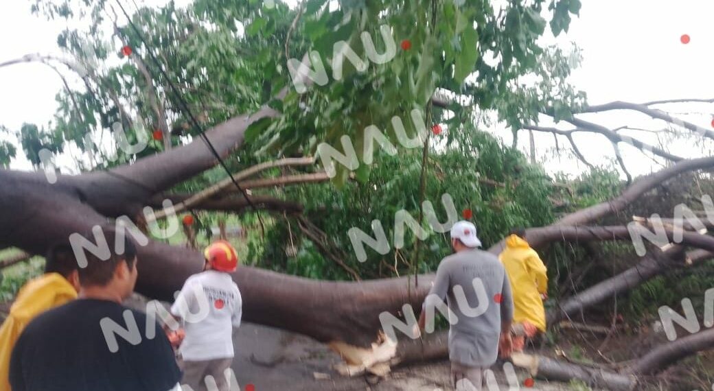 Retiran árbol de Huanacastle para prevenir riesgos en Tapachula