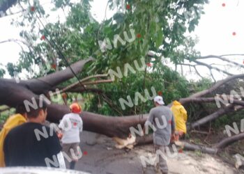 Retiran árbol de Huanacastle para prevenir riesgos en Tapachula