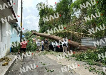 Árbol caído obstruye el paso y deja sin luz a vecinos en 16 Privada Sur, Tapachula