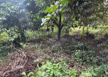 Hallan cuerpo sin vida en huerta de rambután en Cacahoatán
