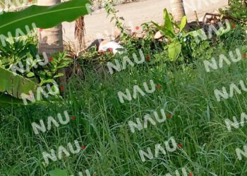 Hallan a joven asesinado en Suchiate, Chiapas