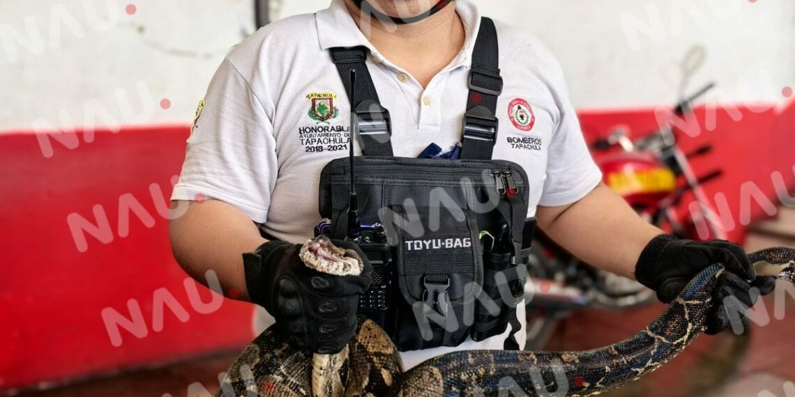 Bomberos capturan serpiente en la colonia Xochimilco