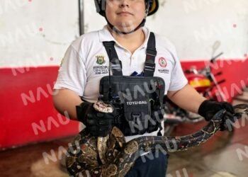 Bomberos capturan serpiente en la colonia Xochimilco